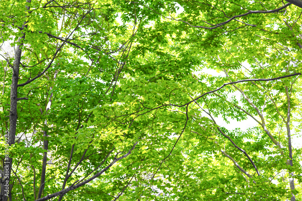 Clear, clean green leaves found in the forest. Clear, clean green leaves found in the forest.