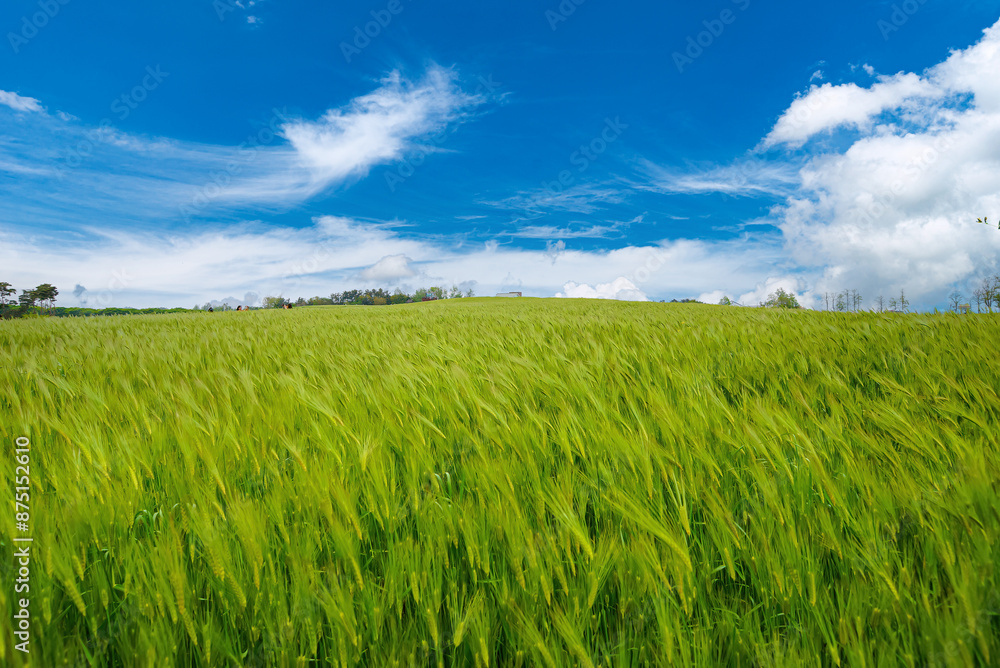 A green and expansive green barley field landscape. A green and expansive green barley field landscape.