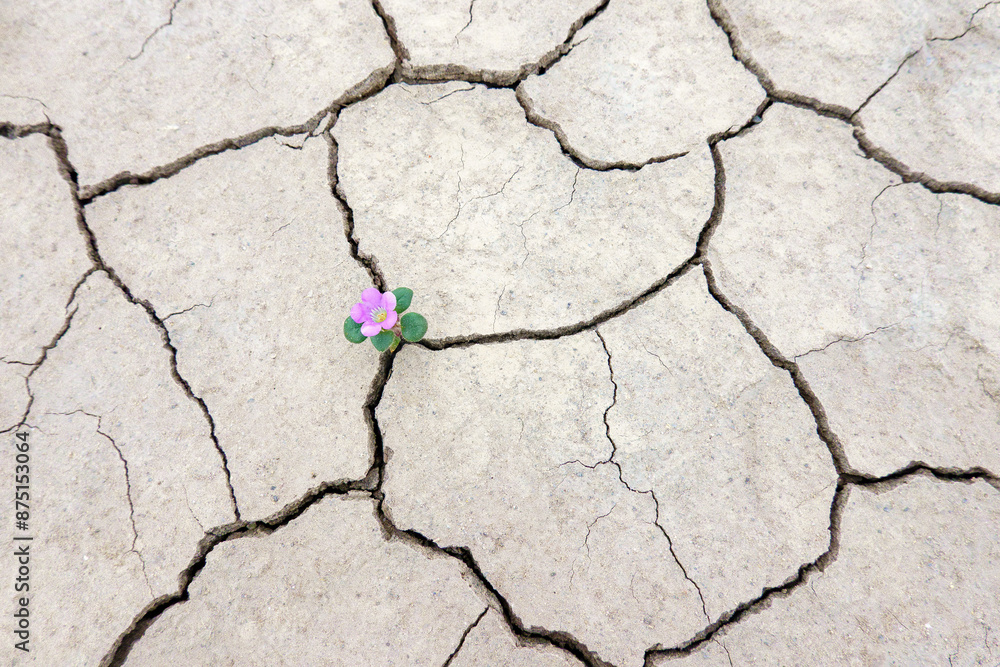 Obraz premium Tiny wildflower blooming on the cracked earth of an alien landscape near Hanksville, Utah.