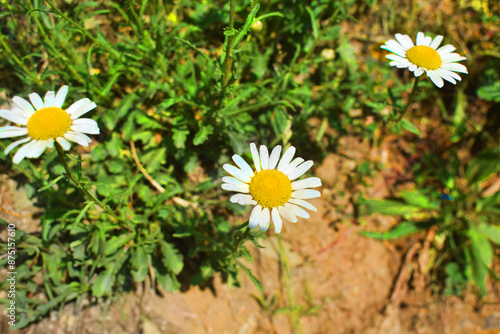daisies in the grass