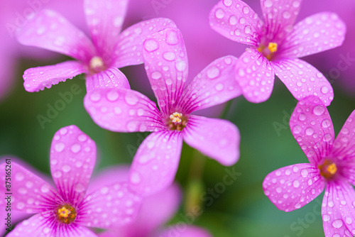 Small pink love flower, oxalis. photo