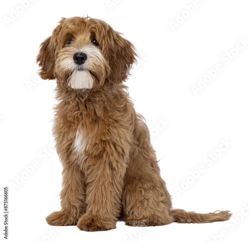 Happy labradoodle dog puppy sitting up side ways. Looking beside camera with closed mouth. Isolated cutout on a transparent background.