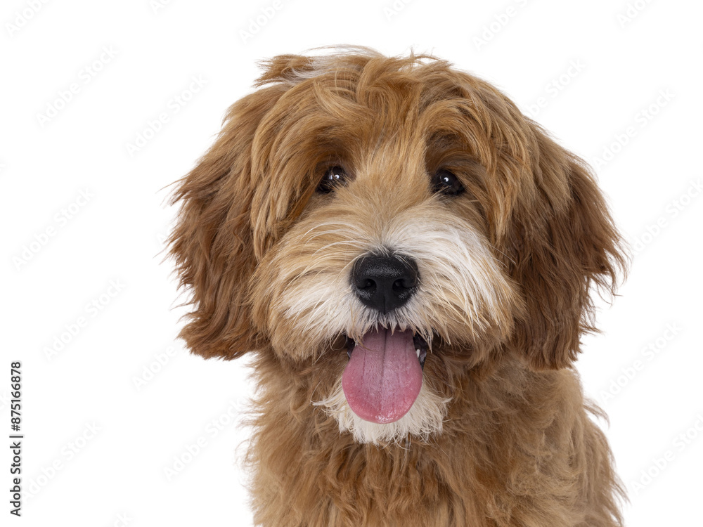 Head shot of happy labradoodle dog puppy standing sitting up facing front. Isolated cutout on a transparent background. Tongue out. Head shot of happy labradoodle dog puppy standing sitting up facing front. Isolated cutout on a transparent background. Tongue out.