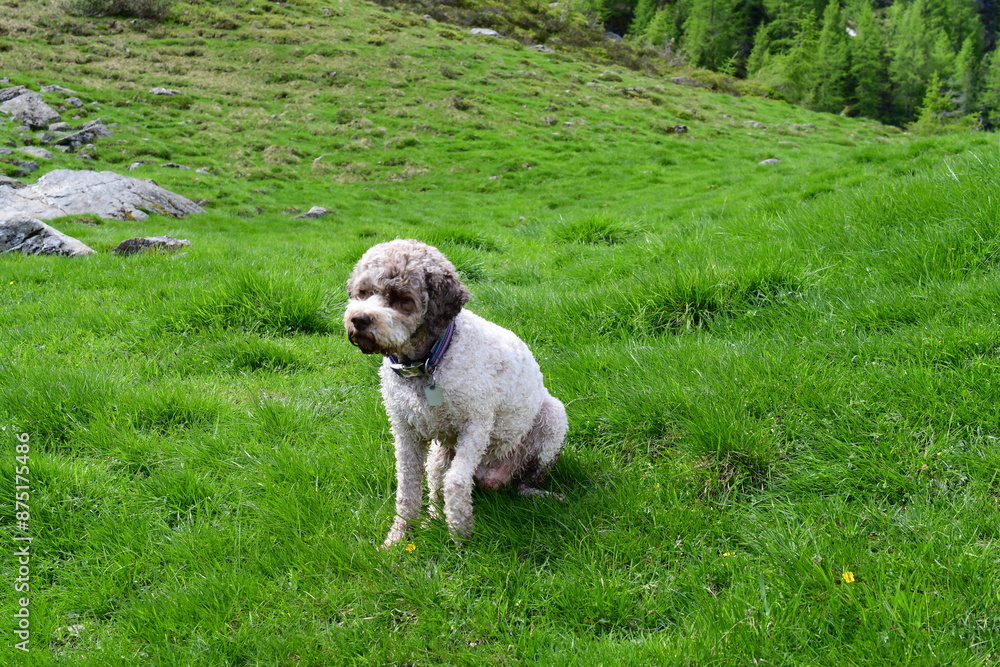 Fototapeta premium Portrait eines Lagotto Romagnolo Hundes