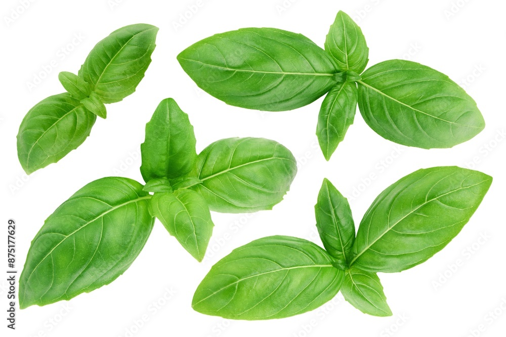Green basil leaves isolated on white background Green basil leaves isolated on white background