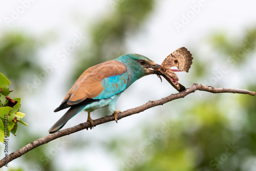 Rollier d'Europe,. Coracias garrulus, European Roller photo