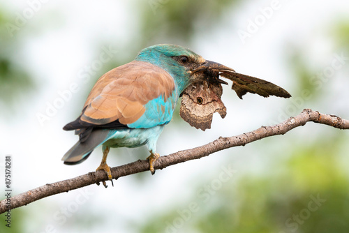 Rollier d'Europe,. Coracias garrulus, European Roller photo