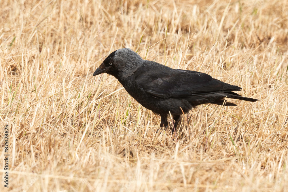 Fototapeta premium Choucas des tours,.Coloeus monedula , Western Jackdaw