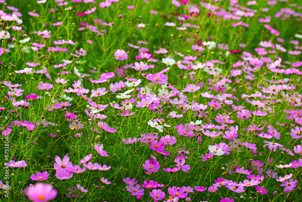 Cosmos is beautiful in various colors and patterns.
Cosmos is beautiful in various colors and patterns.