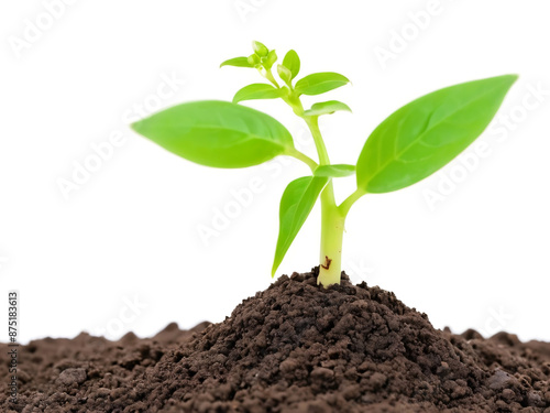 young plant sprout growing from soil isolated on white or transparent png background