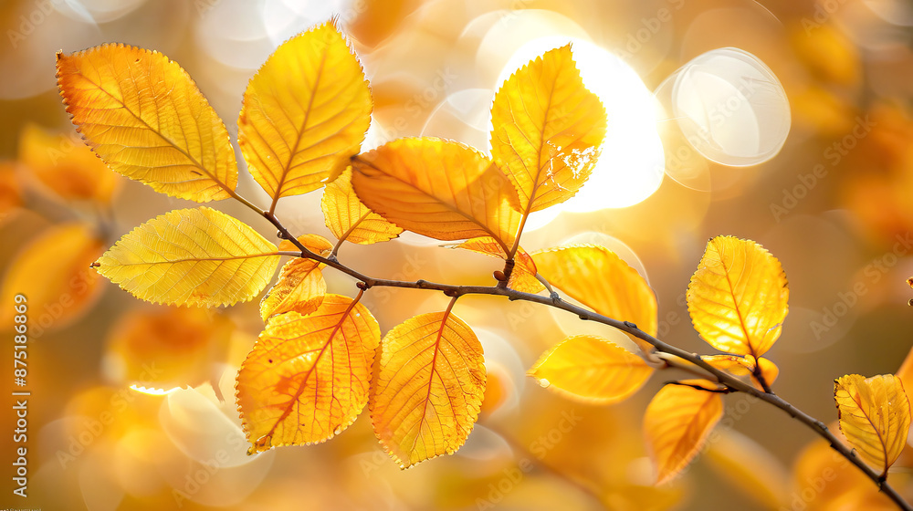 Yellow autumn leaves backlit by sunlight, fall season foliage on branch, vibrant natural warm golden nature Yellow autumn leaves backlit by sunlight, fall season foliage on branch, vibrant natural warm golden nature