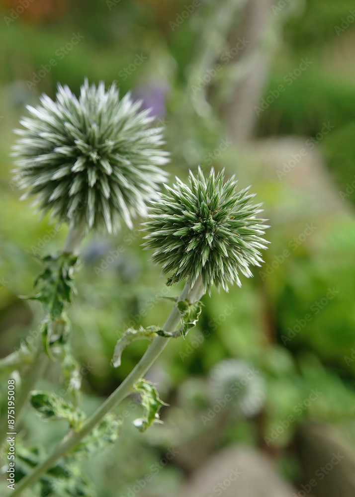Globe thistle (Echinops) close-up isolated background Globe thistle (Echinops) close-up isolated background