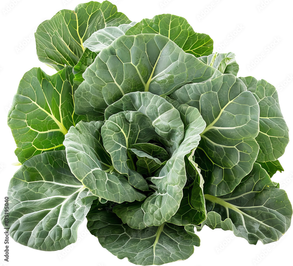 Fresh green cabbage close-up isolated on white background. Perfect for salads, soups, and healthy dishes. High quality organic produce. Fresh green cabbage close-up isolated on white background. Perfect for salads, soups, and healthy dishes. High quality organic produce.
