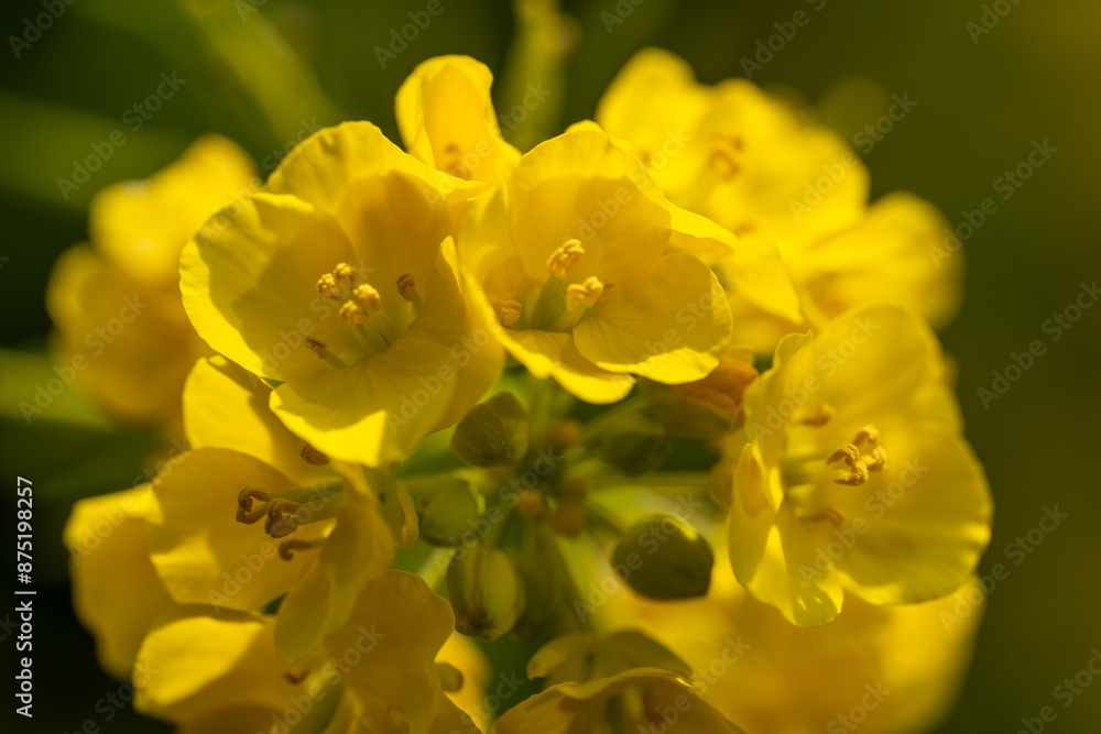 closeup of a yellow blooming rapeseed blossom closeup of a yellow blooming rapeseed blossom
