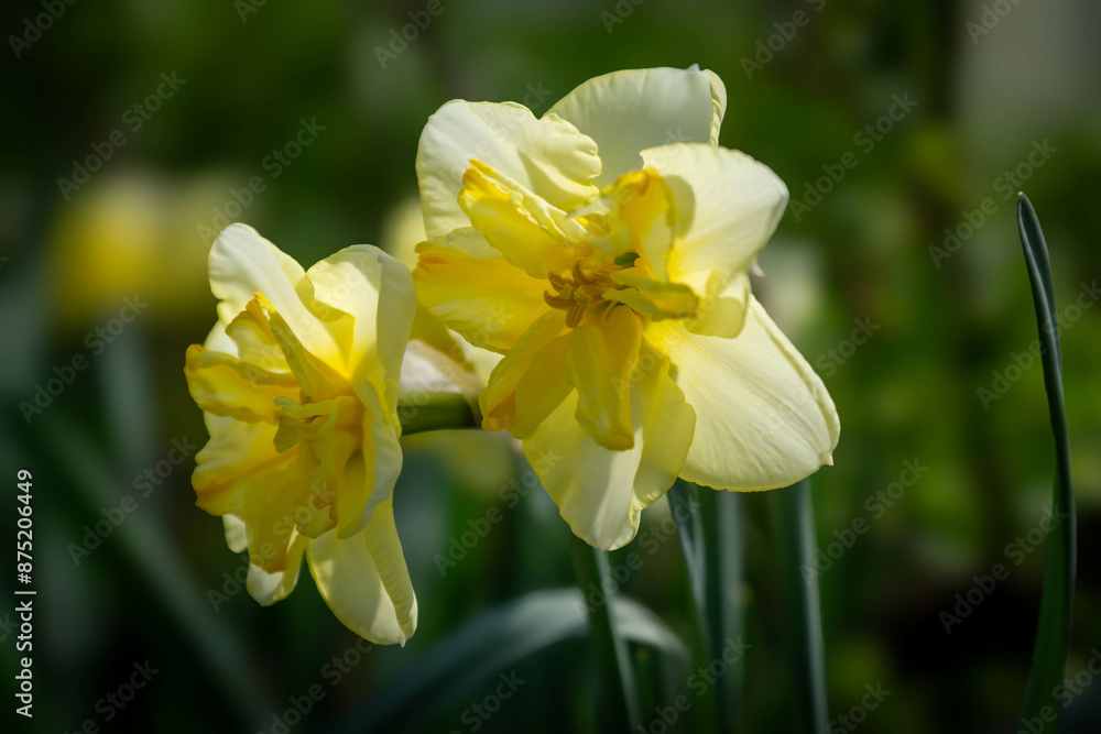 Spring primroses in a sunlit meadow. First spring flowers. Spring primroses in a sunlit meadow. First spring flowers.