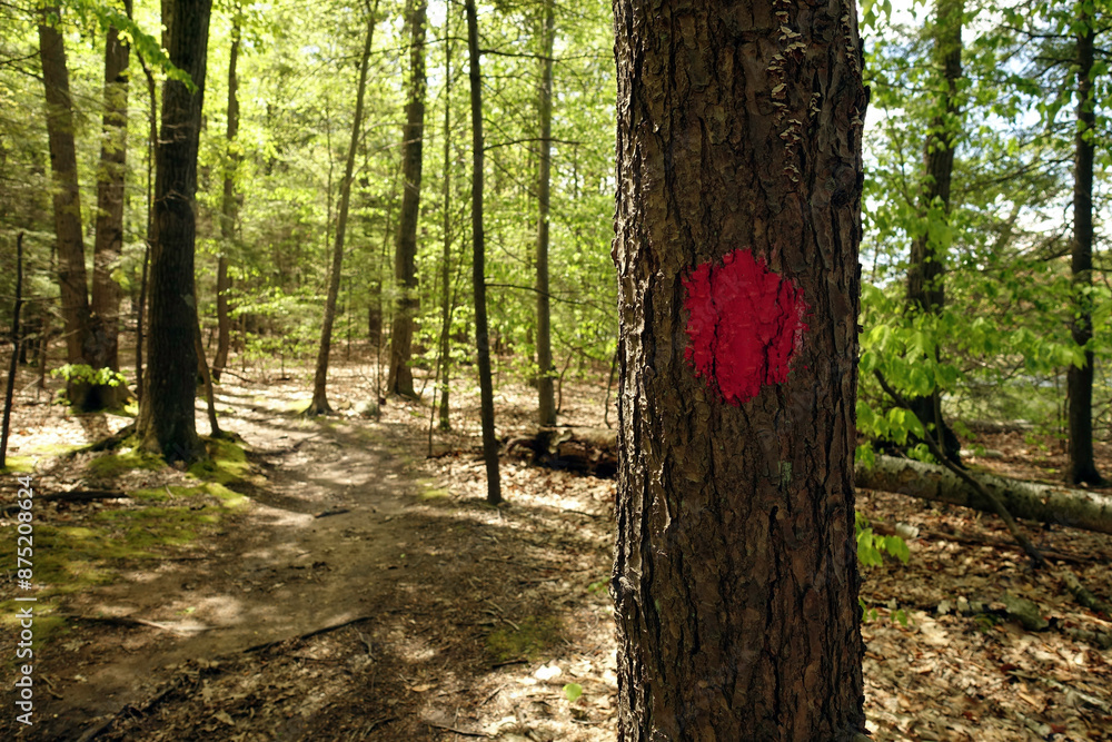 A red painted trail marker in a park forest A red painted trail marker in a park forest