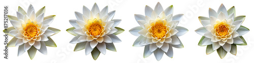 Top view of beautiful water lily on isolated transparent background PNG file