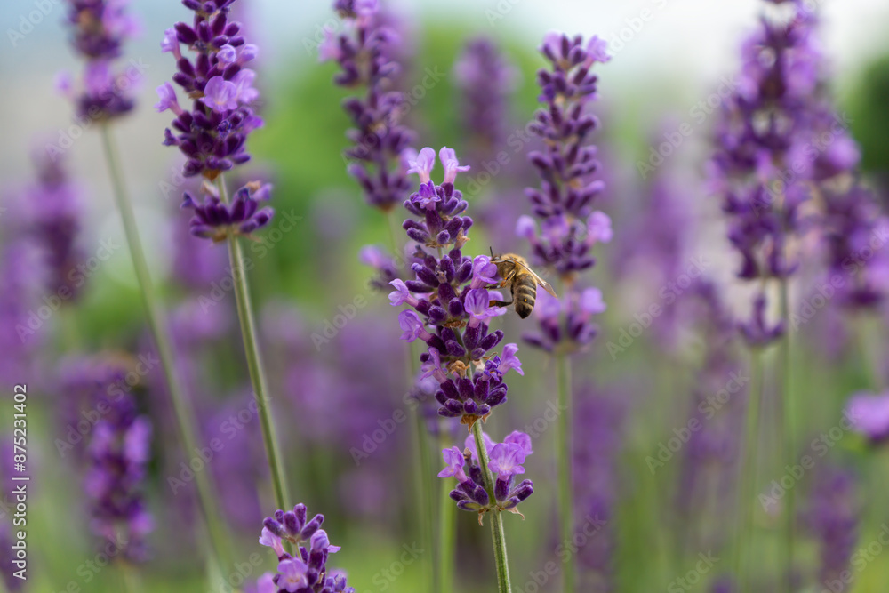 Lavender flowers in the hands of a girl, branches of blooming lavender. Lavender flowers in the hands of a girl, branches of blooming lavender.