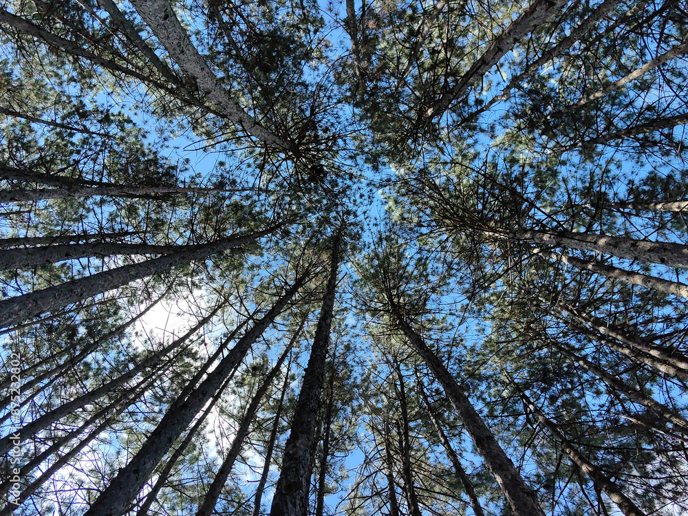 Fototapeta premium trees and sky