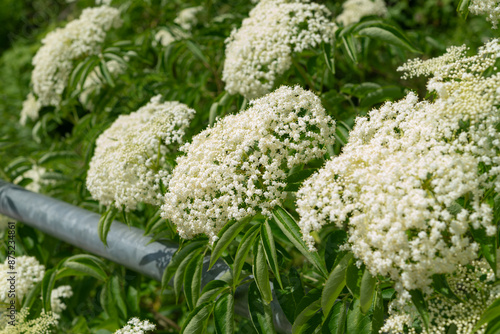 elder (Sambucus) in bloom by a metal barrier