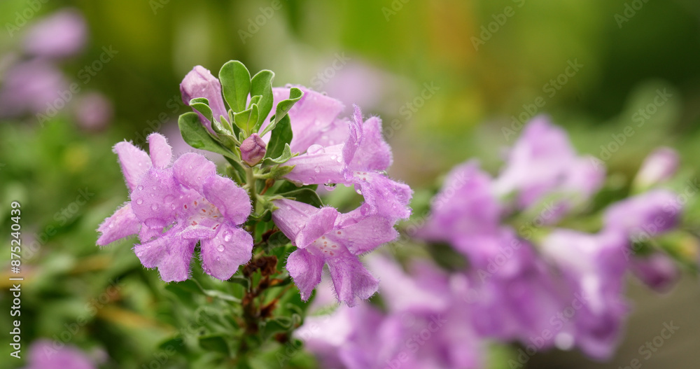 Purple sage or Ash bush (Leucophyllum frutescens) with purple or pink petals as bushes blooming on green leaf background in the garden after the rain. Purple sage or Ash bush (Leucophyllum frutescens) with purple or pink petals as bushes blooming on green leaf background in the garden after the rain.