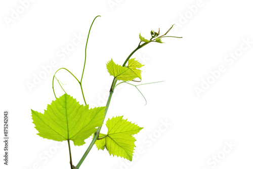 vine leaf tendril isolated on white background