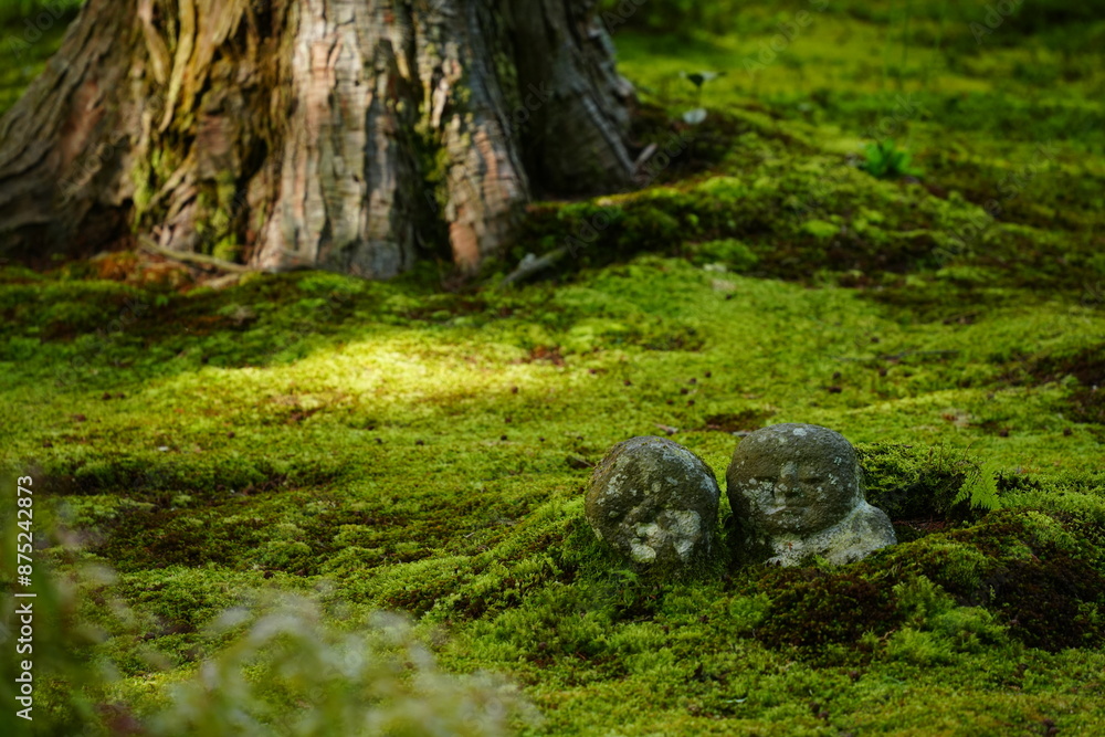 stump in the forest, bodhisattva stump in the forest, bodhisattva
