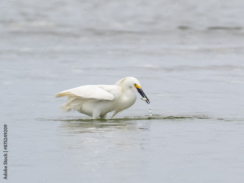 Snowy Egret catching a fish on the seashore Snowy Egret catching a fish on the seashore