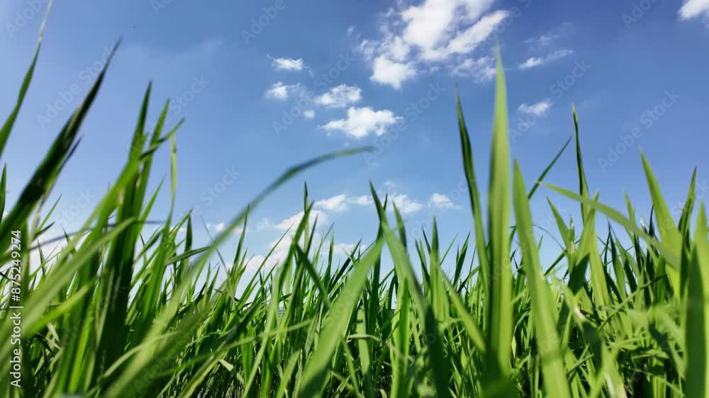 paddy field in country paddy field in country