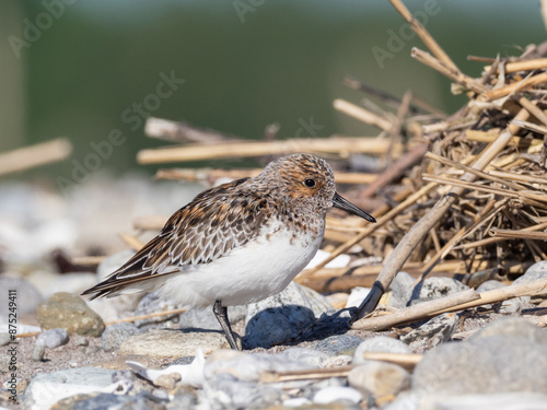 Adult Sanderling in alternate summer plumage roosting on the seashore photo