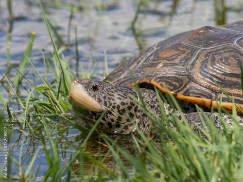 Принти на полотні Close up of a Diamondback terrapin in shallow water and grass