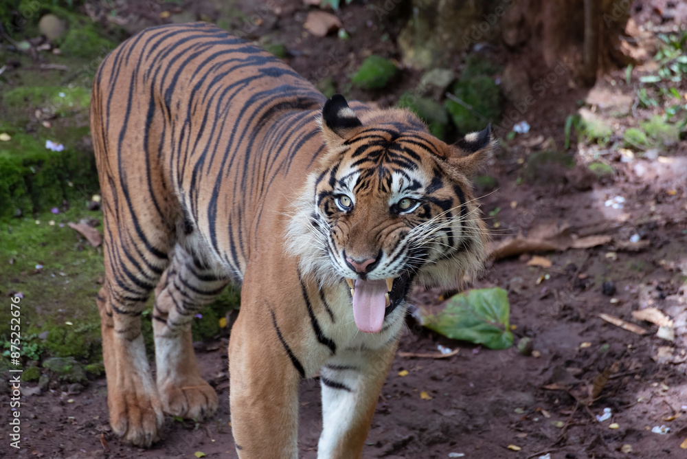 Close up photo of a sumatran tiger Close up photo of a sumatran tiger