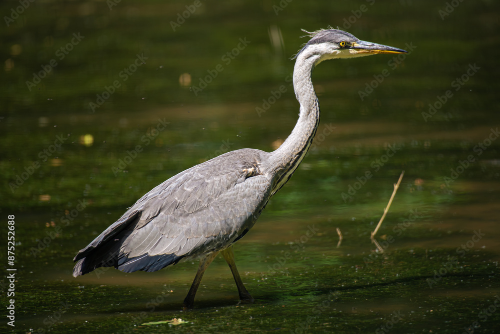 Grey heron walking in the green river. Grey heron walking in the green river.