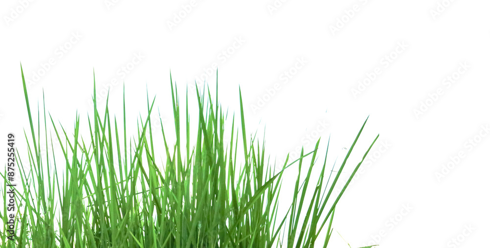 A cut-out of a clump of green tall grass on a white background with clipping paths. A cut-out of a clump of green tall grass on a white background with clipping paths.