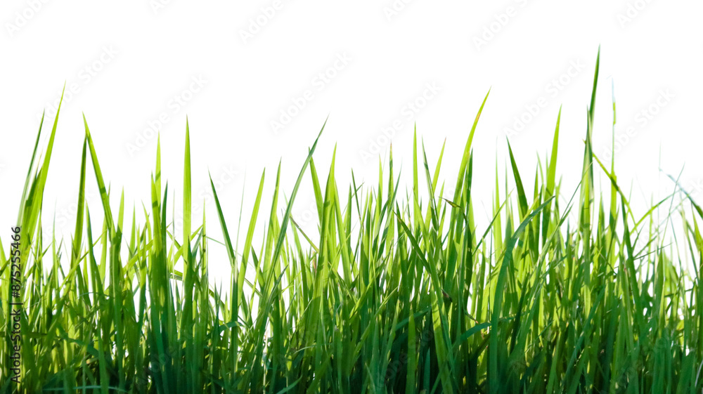 A cut-out of a clump of green tall grass on a white background with clipping paths. A cut-out of a clump of green tall grass on a white background with clipping paths.