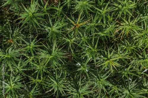 Nature Forest details Polytrichastrum sylvatica photo