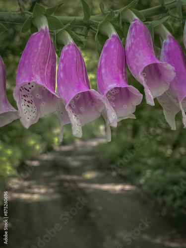 Nature  Wildflowers  Foxglove flower photo