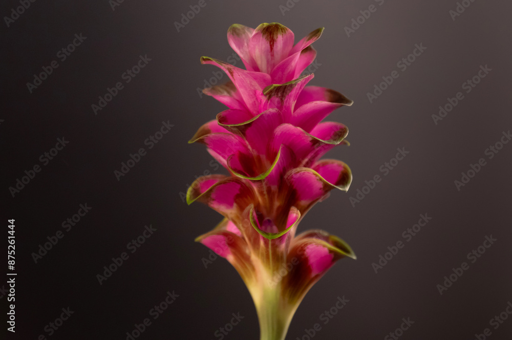 Fototapeta premium Blooming Siam Tulip flower isolated on black background.