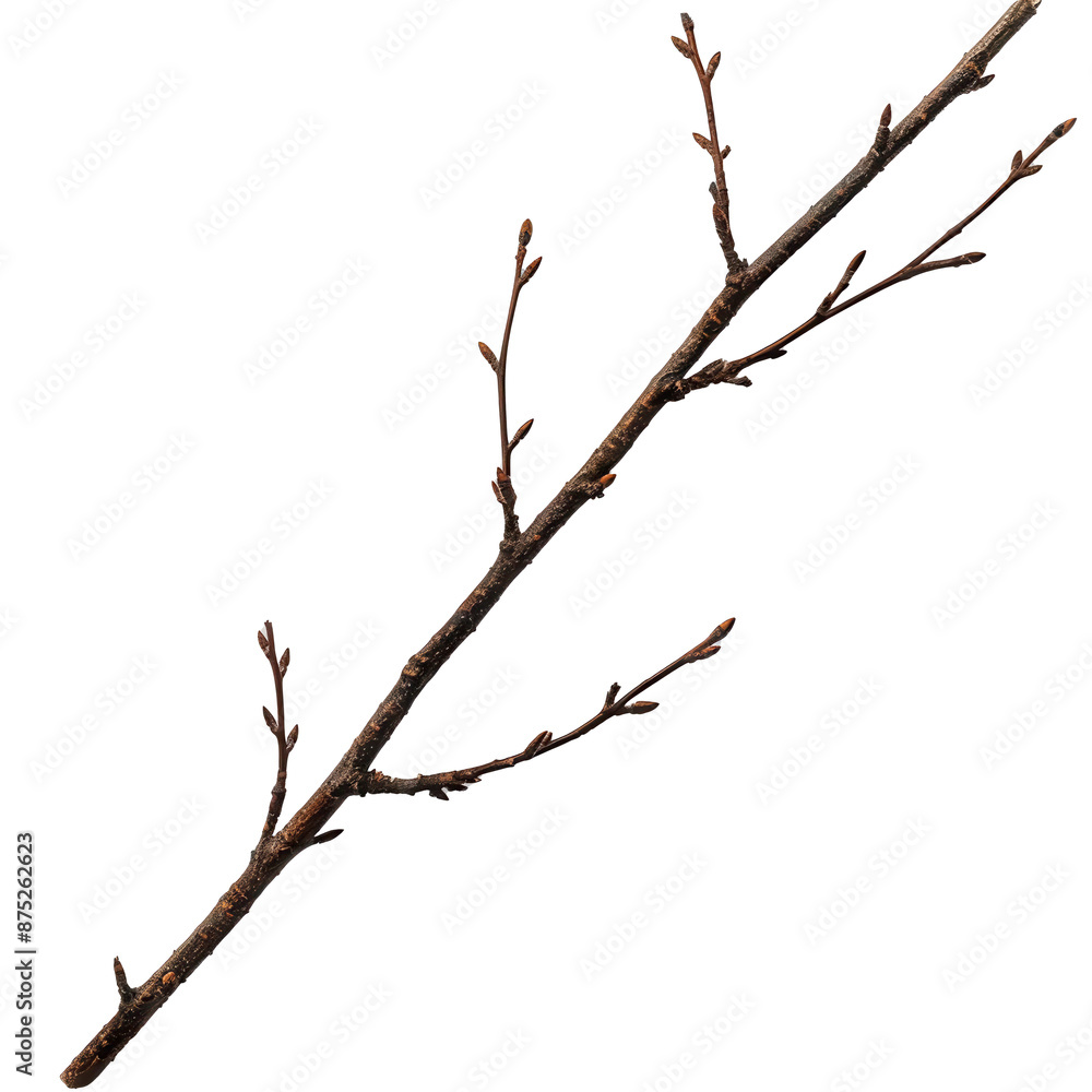 Fallen twig on transparent background Fallen twig on transparent background