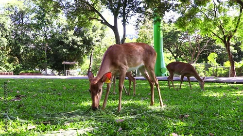 Antelope is eating young grass in a green garden. Antelope looks similar to a deer, which is a double-hoofed animal and belongs to the deer family (Cervidae).