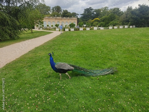 Peacock strolling through the meadows of the Bagatelle forest, Bosque de Boulogne, Paris, France. Before the rain.