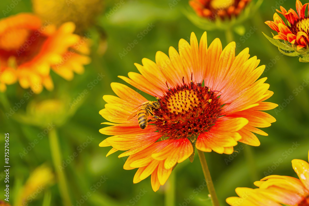 The flower shape slightly resembles a cosmos, but it is slender and beautiful. The flower shape slightly resembles a cosmos, but it is slender and beautiful.