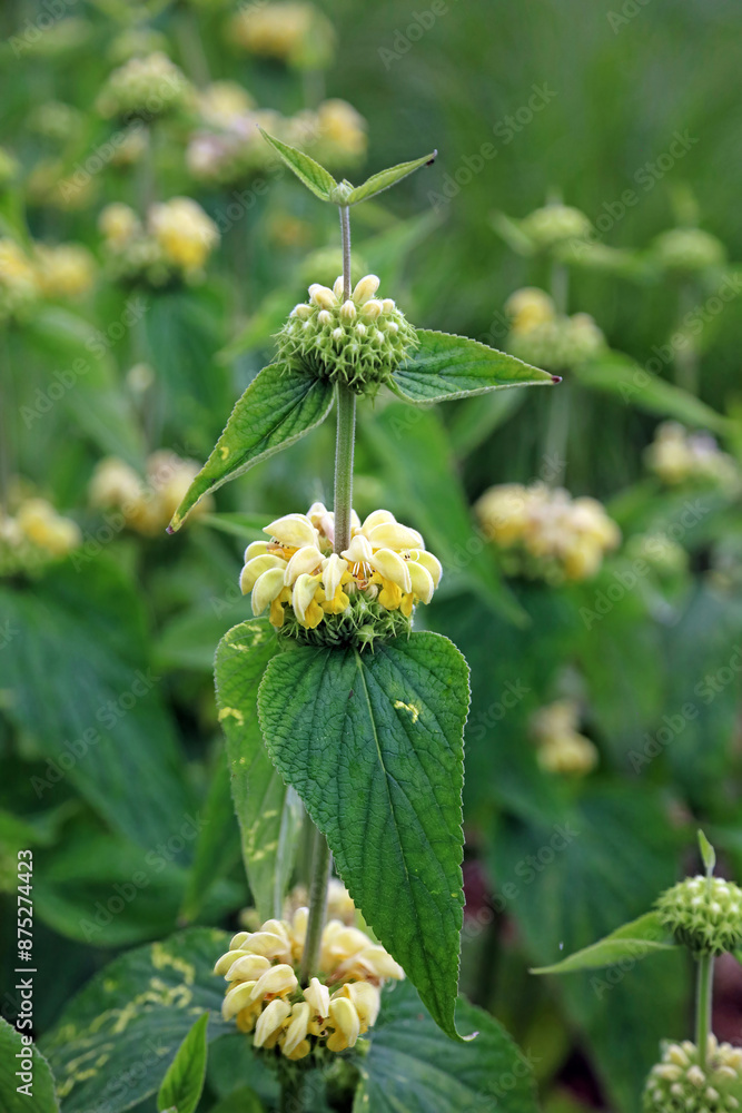 Closeup of Jerusalem sage blooms, North Yorkshire England
Closeup of Jerusalem sage blooms, North Yorkshire England