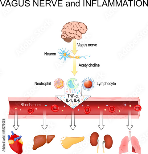 Vagus Nerve and Inflammation