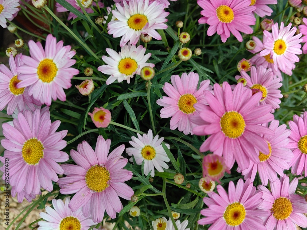 Fototapeta premium pink and white daisies