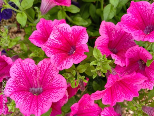 pink flowers in the garden