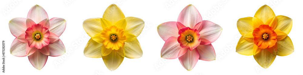 Top view of beautiful daffodil on isolated transparent background PNG file Top view of beautiful daffodil on isolated transparent background PNG file