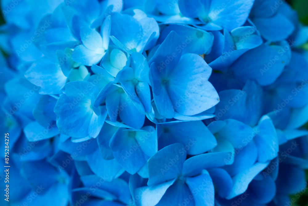 Hydrangea Bush Blooming Flowers in a Spring Garden Hydrangea Bush Blooming Flowers in a Spring Garden
