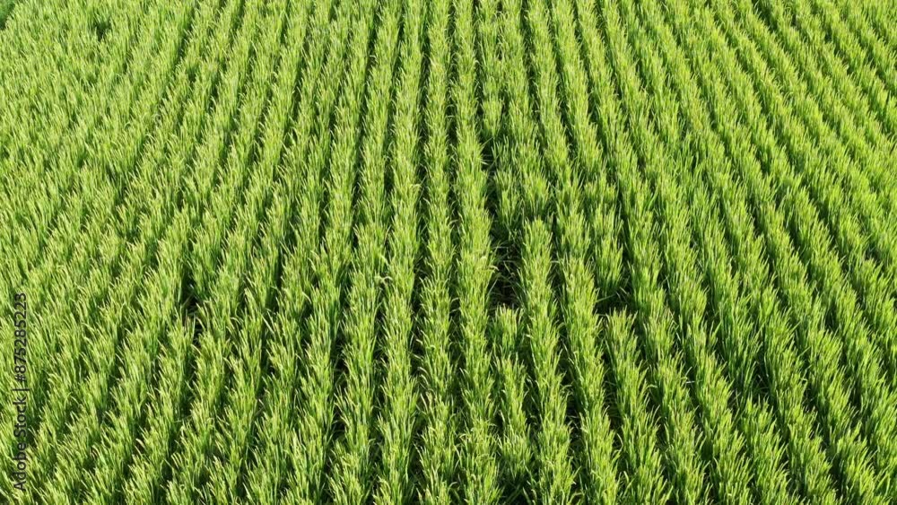 Aerial low angle view of green rice fields in Daqing city in summer Aerial low angle view of green rice fields in Daqing city in summer
