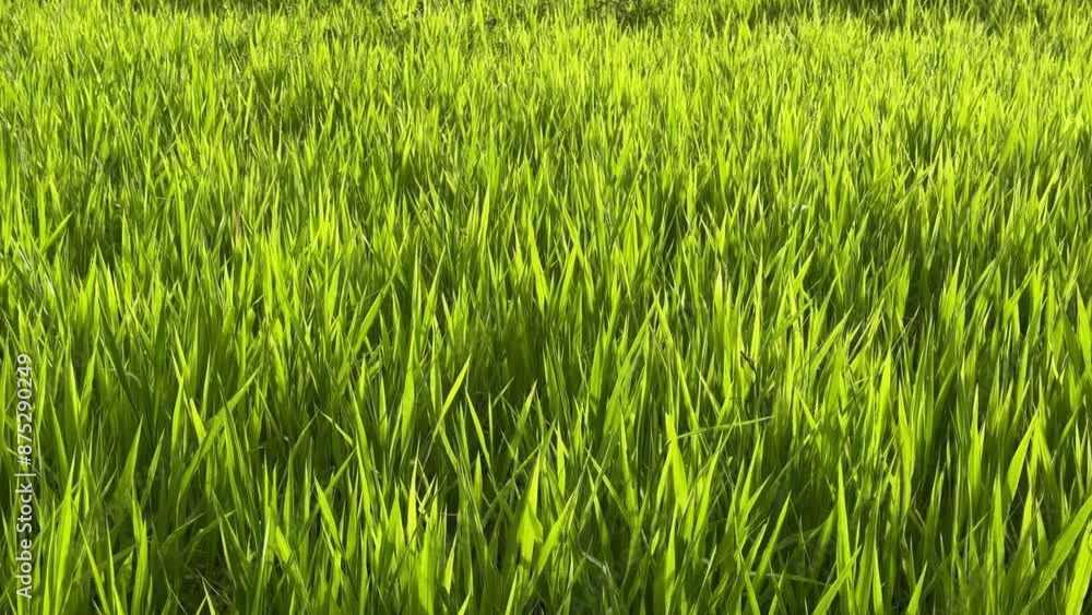 Green meadow grass sways in the wind Green meadow grass sways in the wind